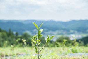 岡山県新見市の紅茶農園の茶葉風景