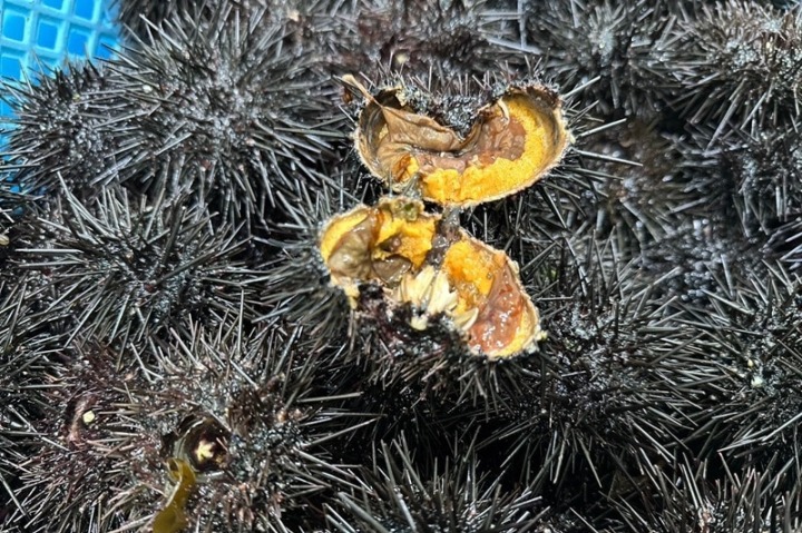 旨みたっぷりの華やかな「雲丹めし」ができるまで