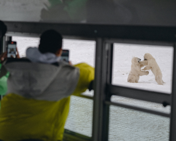 ホッキョクグマの姿を間近に観察