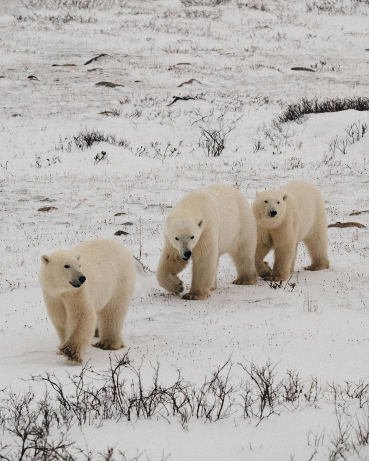 ホッキョクグマ