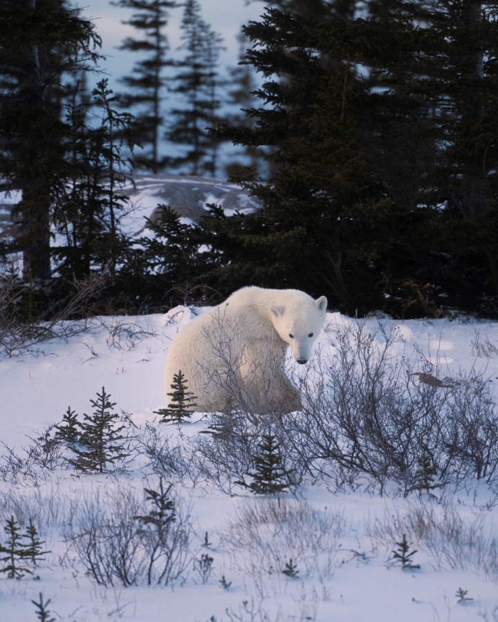 自然の生息地で生きるホッキョクグマ
