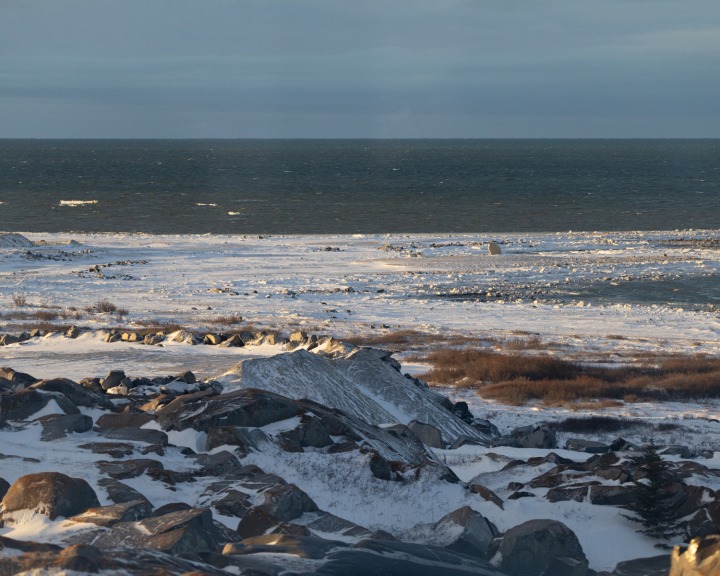「世界のホッキョクグマの首都」チャーチルで撮影