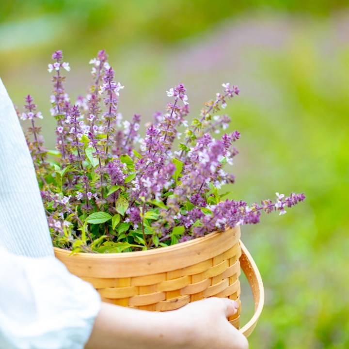 ホーリーバジル（カミメボウキ水）