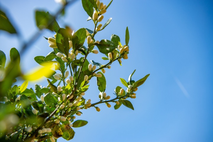 ジャパニーズネロリ