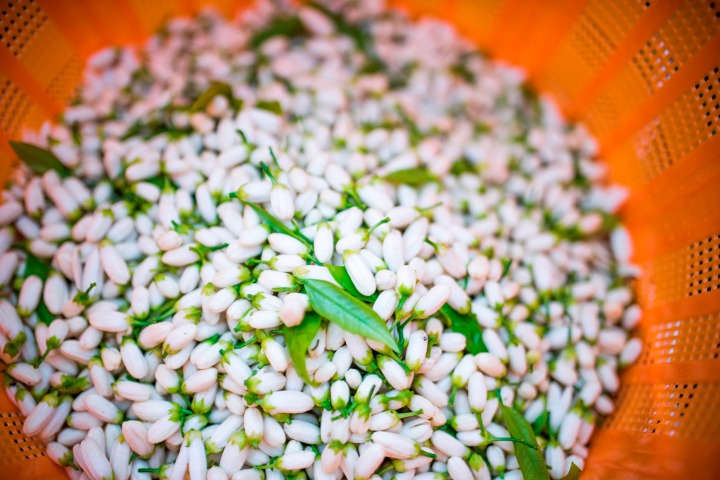 ジャパニーズネロリ